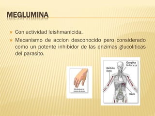 MEGLUMINA




Con actividad leishmanicida.
Mecanismo de accion desconocido pero considerado
como un potente inhibidor de las enzimas glucoliticas
del parasito.

 
