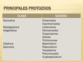 PRINCIPALES PROTOZOOS
CLASE
Sarcodina
Mastigophora
(flagelados)

Ciliphora
Sporozoa

GENERO
Entamoeba
Acanthamoeba
Leishmania
Dientamoeba
Trypanosoma
Giardia
Trichomonas
Balantidium
Plasmodium
Toxoplasma
Pneumocystis
Cryptosporidium

 