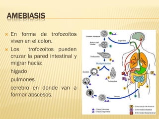 AMEBIASIS




-

En forma de trofozoítos
viven en el colon.
Los
trofozoitos pueden
cruzar la pared intestinal y
migrar hacia:
hígado
pulmones
cerebro en donde van a
formar abscesos.

 