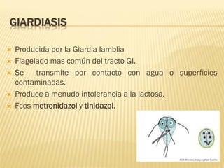 GIARDIASIS







Producida por la Giardia lamblia
Flagelado mas común del tracto GI.
Se
transmite por contacto con agua o superficies
contaminadas.
Produce a menudo intolerancia a la lactosa.
Fcos metronidazol y tinidazol.

 
