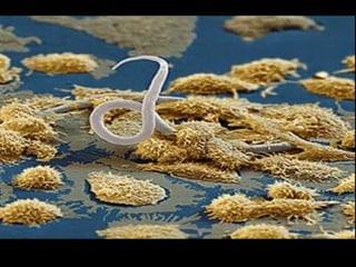 Farmacos antiprotozoarios 