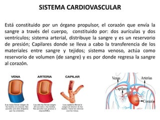 SISTEMA CARDIOVASCULAR
Está constituido por un órgano propulsor, el corazón que envía la
sangre a través del cuerpo, constituido por: dos aurículas y dos
ventrículos; sistema arterial, distribuye la sangre y es un reservorio
de presión; Capilares donde se lleva a cabo la transferencia de los
materiales entre sangre y tejidos; sistema venoso, actúa como
reservorio de volumen (de sangre) y es por donde regresa la sangre
al corazón.
 