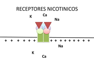 RECEPTORES NICOTINICOS
        K     Ca
                    Na




+ + + + + +        + + + + + + + + +
                      Na
         K
              Ca
 