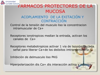 FARMACOS PROTECTORES DE LA MUCOSA ACOPLAMIENTO  DE LA EXITACIÓN Y CONTRACCIÓN Control de la tensión del musculo liso la concentracion intramuscular de Ca+ Receptores ionotropicos median la entrada, activan los canales de  Ca+ Receptores metabotropicos activar 1 via de tensión de cada señal para liberar Ca+de los deósitos imtramembrana Inhibición de delmusculo liso PKG Hiperpolarización dis Ca+ dis interacción actina y miosina 