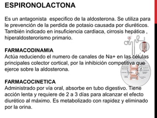 ESPIRONOLACTONA
Es un antagonista especifico de la aldosterona. Se utiliza para
le prevención de la perdida de potasio causada por diuréticos.
También indicado en insuficiencia cardiaca, cirrosis hepática ,
hiperaldosterorismo primario.
FARMACODINAMIA
Actúa reduciendo el numero de canales de Na+ en las células
principales colector cortical, por la inhibición competitiva que
ejerce sobre la aldosterona.
FARMACOCINETICA
Administrado por vía oral, absorbe en tubo digestivo. Tiene
acción lenta y requiere de 2 a 3 días para alcanzar el efecto
diurético al máximo. Es metabolizado con rapidez y eliminado
por la orina.
 