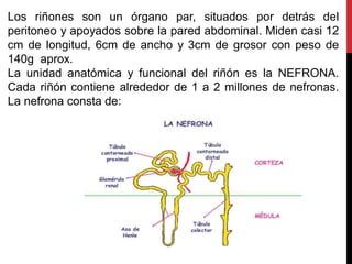 Los riñones son un órgano par, situados por detrás del
peritoneo y apoyados sobre la pared abdominal. Miden casi 12
cm de longitud, 6cm de ancho y 3cm de grosor con peso de
140g aprox.
La unidad anatómica y funcional del riñón es la NEFRONA.
Cada riñón contiene alrededor de 1 a 2 millones de nefronas.
La nefrona consta de:
 