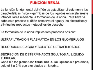 FUNCION RENAL
La función fundamental del riñón es estabilizar el volumen y las
características físico – químicas de los líquidos extracelulares e
intracelulares mediante la formación de la orina. Para llevar a
cabo este proceso el riñón conserva el agua y los electrolitos y
elimina los productos metabolitos de desecho.
La formación de la orina implica tres procesos básicos:
ULTRAFILTRACION PLASMATICA EN LOS GLOMERULOS
RESORCION DE AGUA Y SOLUTOS ULTRAFILTRADOS
SECRECION DE DETERMINADOS SOLUTOS AL LIQUIDO
TUBULAR.
Cada día los glomérulos filtran 180 Lt. De líquidos sin proteínas,
solo el 1 a 2 % son excretados en la orina.
 