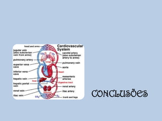CONCLUSÕES

 