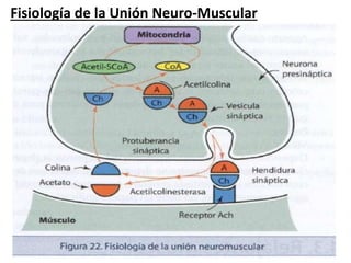 Fisiología de la Unión Neuro-Muscular
 