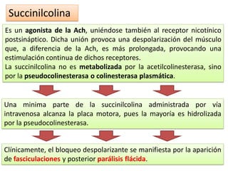 Succinilcolina
Es un agonista de la Ach, uniéndose también al receptor nicotínico
postsináptico. Dicha unión provoca una despolarización del músculo
que, a diferencia de la Ach, es más prolongada, provocando una
estimulación continua de dichos receptores.
La succinilcolina no es metabolizada por la acetilcolinesterasa, sino
por la pseudocolinesterasa o colinesterasa plasmática.
Una minima parte de la succinilcolina administrada por vía
intravenosa alcanza la placa motora, pues la mayoría es hidrolizada
por la pseudocolinesterasa.
Clínicamente, el bloqueo despolarizante se manifiesta por la aparición
de fasciculaciones y posterior parálisis flácida.
 