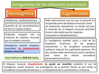 Inhibidor de acetilcolinesterasa
Aumento de las concentraciones
de Ach en la placa motora.
Pudiendo competir con la
molécula de relajante muscular
por el receptor muscular.
Neostigmina revierte relajantes
musculares no despolarizantes
(Exepto mivacurio)
Dosis habitual es 0,03-0,8 mg/kg
Debe administrarse una vez que el paciente ha
recuperado parte del bloqueo muscular (inicio
de respiración espontánea), no siendo útil para
la reversión de un bloqueo muscular profundo
(menor vida media que los relajantes
musculares no despolarizantes).
Antagonistas de los relajantes musculares
Neostigmina Sugammadex
La neostigmina también actúa a nivel de los
receptores nicotínicos de los ganglios
autonómicos y los receptores muscarínicos
cardíacos, músculo liso y glándulas exocrinas. Por
ello, siempre debe administrarse junto a atropina,
para evitar los efectos secundarios
parasimpaticomiméticos.
El bloqueo muscular despolarizante no puede ser revertido mediante el uso de
neostigmina, puede provocar una prolongación de la parálisis flácida ya que inhibe la
actividad de la pseudocolinesterasa y, el metabolismo de la succinilcolina y mivacurio.
 