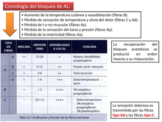 La sensación dolorosa es
transmitida por las fibras
tipo Ad y las fibras tipo C.
• Aumento de la temperatura cutánea y vasodilatación (fibras B).
• Pérdida de sensación de temperatura y alivio del dolor (fibras C y Ad).
• Pérdida de t o no muscular (fibras Ay).
• Pérdida de la sensación del tacto y presión (fibras Ap).
• Pérdida de la motricidad (fibras Aa).
Cronología del bloquea de AL:
La recuperación del
bloqueo anestésico se
producirá en orden
inverso a su instauración.
 