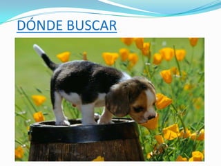 DÓNDE BUSCAR
 