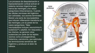 Los procesos de despolarización e
hiperpolarización cortical activan el
sistema nervioso trigeminal que
inerva las meninges y los vasos
sanguíneos intracraneanos. Cuando
las células nerviosas del trigémino
son activadas, sus axones terminales
liberan una serie de neuropéptidos
que inducen inflamación transitoria en
las meninges y en la pared de los
vasos sanguíneos. Tales
neuropéptidos incluyen neurocinina A,
sustancia P y péptido. En respuesta a
los mismos, se generan otras
sustancias por parte de los tejidos
vecinos como prostaglandinas,
histamina y serotonina, que estimulan
las terminaciones sensitivas del
trigémino y producen el dolor de
cabeza.
 