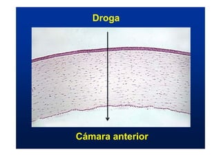 Droga
Cámara anterior
 
