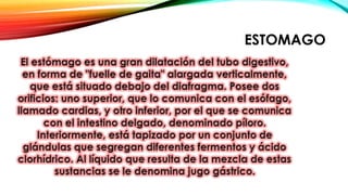 ESTOMAGO
 