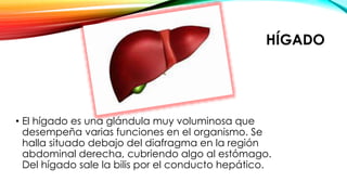 HÍGADO
• El hígado es una glándula muy voluminosa que
desempeña varias funciones en el organismo. Se
halla situado debajo del diafragma en la región
abdominal derecha, cubriendo algo al estómago.
Del hígado sale la bilis por el conducto hepático.
 