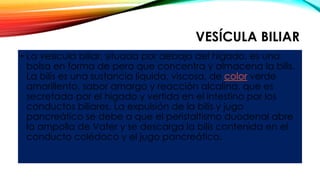 VESÍCULA BILIAR
• La vesícula biliar, situada por debajo del hígado, es una
bolsa en forma de pera que concentra y almacena la bilis.
La bilis es una sustancia líquida, viscosa, de color verde
amarillento, sabor amargo y reacción alcalina, que es
secretada por el hígado y vertida en el intestino por los
conductos biliares. La expulsión de la bilis y jugo
pancreático se debe a que el peristaltismo duodenal abre
la ampolla de Vater y se descarga la bilis contenida en el
conducto colédoco y el jugo pancreático.
 