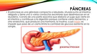 PÁNCREAS
• El páncreas es una glándula compacta o lobulada, situada junto al intestino
delgado y tiene uno o varios conductos excretores que desembocan en el
duodeno. Consta de una parte exocrina que elabora un jugo que vierte en
el intestino y contribuye a la digestión porque contiene varios fermentos, y
otro endocrina, que produce una hormona, la insulina, cuya misión es
impedir que pase de un cierto límite la cantidad de glucosa existente en la
sangre.
 