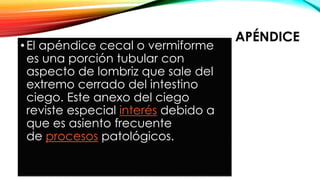 APÉNDICE
•El apéndice cecal o vermiforme
es una porción tubular con
aspecto de lombriz que sale del
extremo cerrado del intestino
ciego. Este anexo del ciego
reviste especial interés debido a
que es asiento frecuente
de procesos patológicos.
 