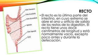 RECTO
• El recto es la última parte del
intestino, en cuyo extremo se
abre el ano u orificio de salida
de los restos de la digestión. El
recto tiene unos doce
centímetros de longitud y está
normalmente vacío, excepto
poco antes y durante la
defecación.
 