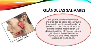GLÁNDULAS SALIVARES
Las glándulas salivares son las
encargadas de segregar saliva. La
función de la saliva es digestiva y
protectora pero, sobre todo, sirve
para facilitar la masticación y la
deglución de los alimentos. Las seis
glándulas salivares tienen un
conducto que vierte la saliva
elaborada en la boca.
 