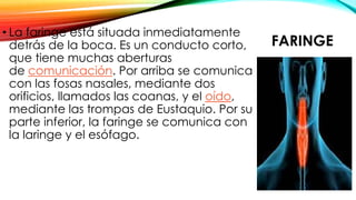 FARINGE
• La faringe está situada inmediatamente
detrás de la boca. Es un conducto corto,
que tiene muchas aberturas
de comunicación. Por arriba se comunica
con las fosas nasales, mediante dos
orificios, llamados las coanas, y el oído,
mediante las trompas de Eustaquio. Por su
parte inferior, la faringe se comunica con
la laringe y el esófago.
 
