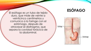 ESÓFAGO
El esófago es un tubo de tejido
duro, que mide de veinte a
veinticinco centímetros y
comunica a la faringe con el
estómago, después de
atravesar el diafragma, que
separa la cavidad torácica de
la abdominal.
 
