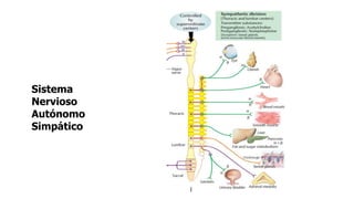 Sistema
Nervioso
Autónomo
Simpático
 