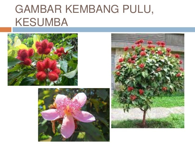 Gambar Bunga Kembang Pulu - GAMBAR BUNGA