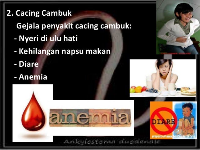 Cacingan dan Obat Cacing farmokologi by Pangestu chaesar