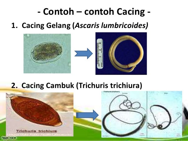 Cacingan dan Obat Cacing farmokologi by Pangestu chaesar