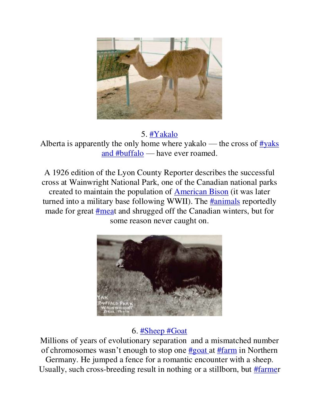 10 Farm Animal Hybrids You Didn't Know Existed