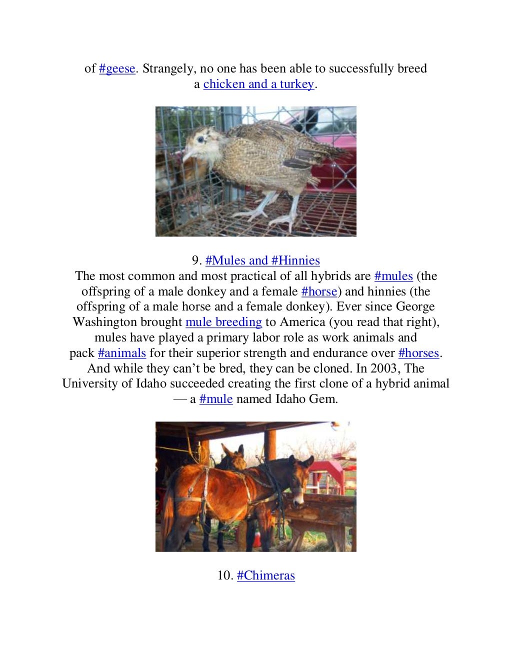 10 Farm Animal Hybrids You Didn't Know Existed