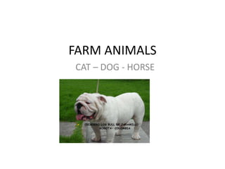 FARM ANIMALS
CAT – DOG - HORSE
 