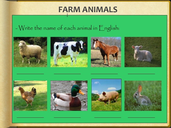 Farm animals