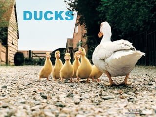 DUCKS
 