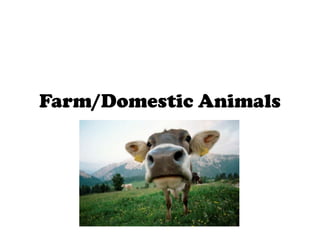 Farm/Domestic Animals

 