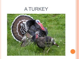 A TURKEY

 