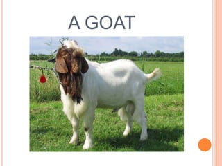 A GOAT

 