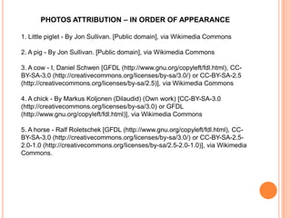 PHOTOS ATTRIBUTION – IN ORDER OF APPEARANCE
1. Little piglet - By Jon Sullivan. [Public domain], via Wikimedia Commons
2. A pig - By Jon Sullivan. [Public domain], via Wikimedia Commons

3. A cow - I, Daniel Schwen [GFDL (http://www.gnu.org/copyleft/fdl.html), CCBY-SA-3.0 (http://creativecommons.org/licenses/by-sa/3.0/) or CC-BY-SA-2.5
(http://creativecommons.org/licenses/by-sa/2.5)], via Wikimedia Commons
4. A chick - By Markus Koljonen (Dilaudid) (Own work) [CC-BY-SA-3.0
(http://creativecommons.org/licenses/by-sa/3.0) or GFDL
(http://www.gnu.org/copyleft/fdl.html)], via Wikimedia Commons
5. A horse - Ralf Roletschek [GFDL (http://www.gnu.org/copyleft/fdl.html), CCBY-SA-3.0 (http://creativecommons.org/licenses/by-sa/3.0/) or CC-BY-SA-2.52.0-1.0 (http://creativecommons.org/licenses/by-sa/2.5-2.0-1.0)], via Wikimedia
Commons.

 