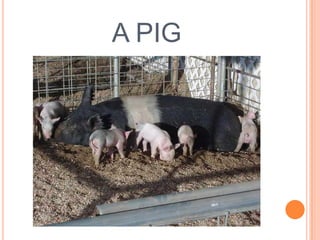 A PIG

 