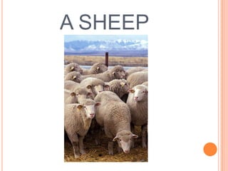 A SHEEP

 