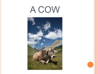 A COW

 