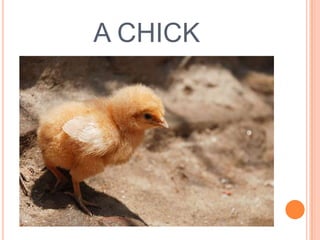 A CHICK

 