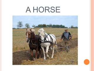 A HORSE

 
