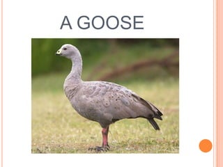 A GOOSE

 
