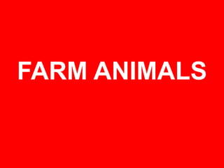 FARM ANIMALS
 