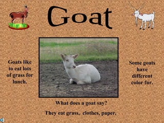 What does a goat say? 
They eat grass, clothes, paper, 
Goats like 
to eat lots 
of grass for 
lunch. 
Some goats 
have 
different 
color fur. 
 