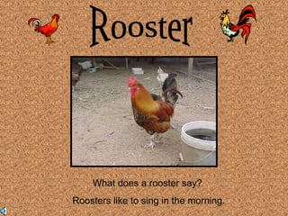 What does a rooster say? 
Roosters like to sing in the morning. 
 
